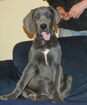 Deutsche Doggenwelpen