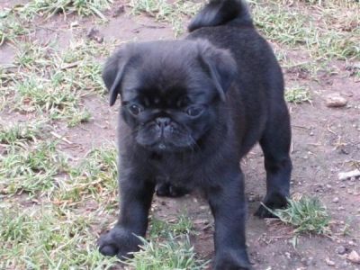 Reinrassige wuderschöne mops-welpen