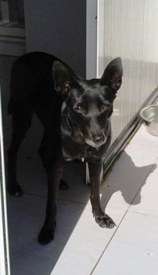 Azul – Gibt es auch einen Couchplatz für ein zartes, sanftes Rehlein?