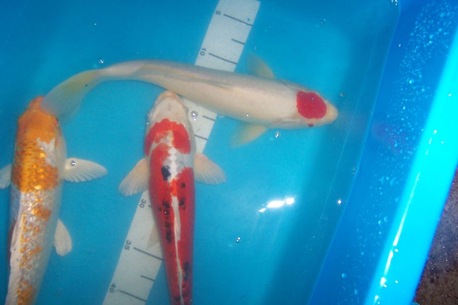 Japan Koi, Teichmuscheln, Edelkrebse, uvm. vom Koi-Center Schafflund