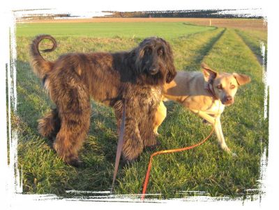 Rund um den Hund Hundeschule-Salostowitz