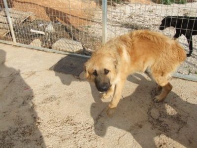 Rocky – Knuffelbärchen freut sich auf Familiencouch!