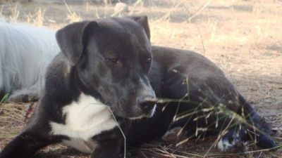 .Tatiana – Ganz liebe, kleine Hundemama hofft endlich auf ihr Coucheckchen!