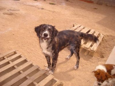 Laila – Große „Sanfte“ erbittet Wärme, Liebe und Couchplatz!