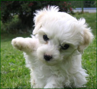 Reizender Bolonka-Zwetna-Welpen