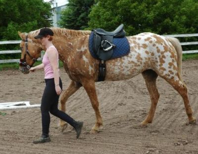 brave Appaloosa Stute