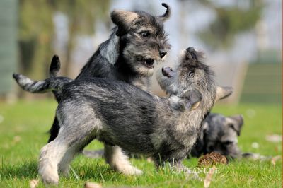 Schnauzer Pfeffersalz WELPEN / Mittelschnauzer