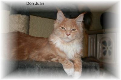 Erwachsene, typvolle Maine Coon`s abzugeben