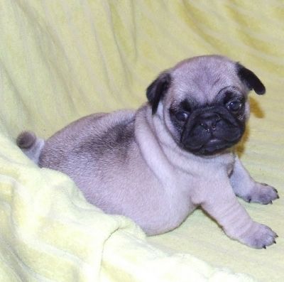 Qualitäts Mops Welpen von Europasieger Blutlinie zu verkaufen