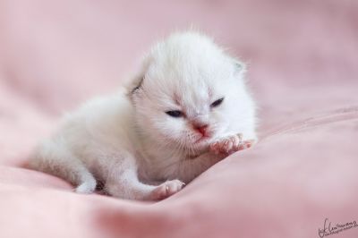 Briten Kinder stellen sich vor... 