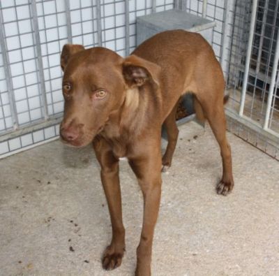 Avellano – Schoko-Schnute auf der Suche nach DER Familiencouch!