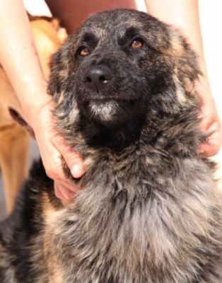 Oso – Ganz sanfter, außergewöhlich gezeichneter Menschenfreund sucht Liebe!