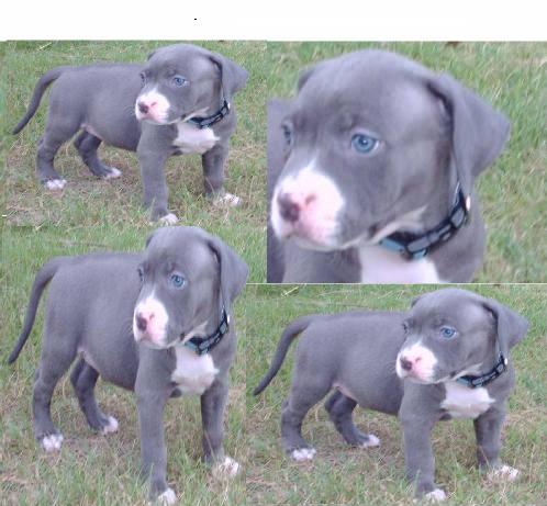 American-Pit Bull-Welpen