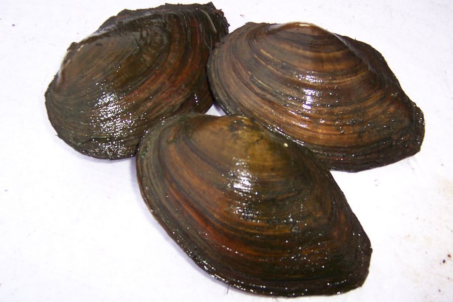 Teichmuscheln, der natürliche Filter vom Koi-Center Schafflund