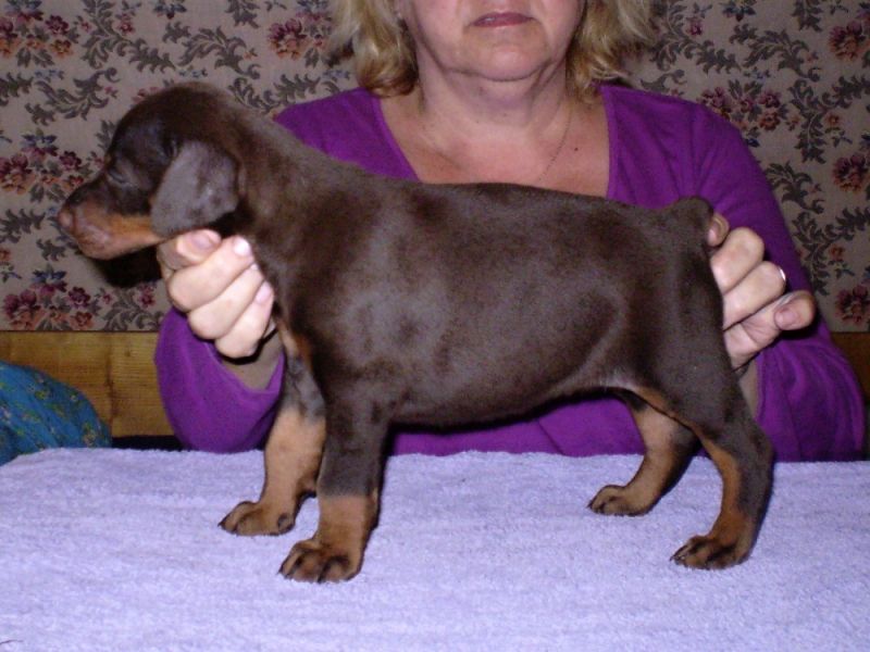 Dobermann - braune und schwarze Welpen mit FCI Papieren aus CZ Zucht