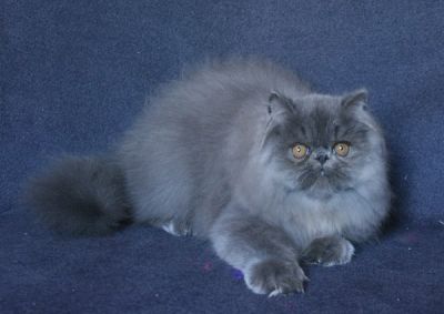 Perserkater in blue
