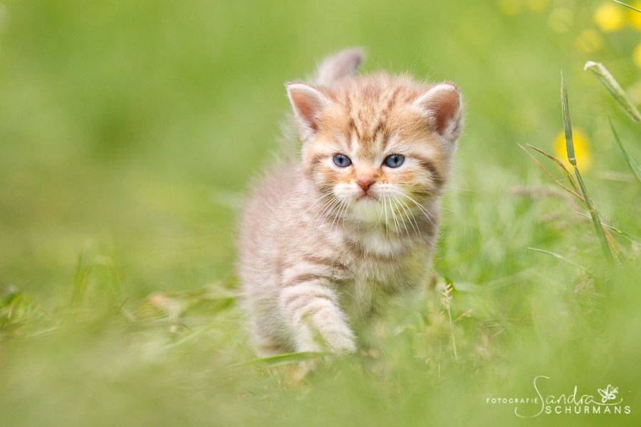 Tapsige Welteroberer suchen...