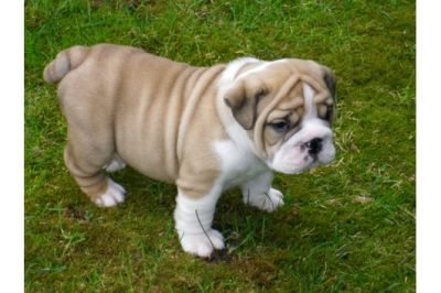 +++ English Bulldog Welpen zu vergeben +++