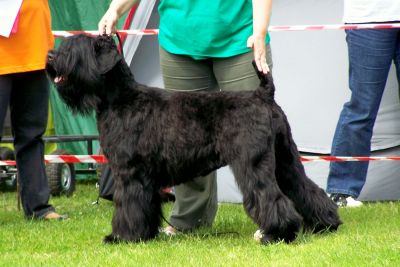 Welpen Schwarze Terrier