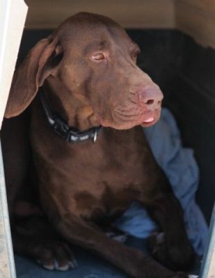 Charles – Noblesse, Loyalität und Schönheit bitten um Wärme & Liebe!