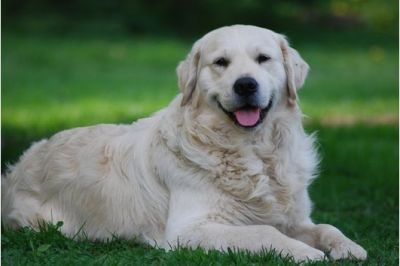 Golden Retriever Welpen ab Mitte August abzug.