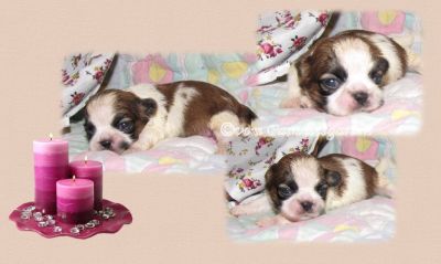 Shih Tzu in gold und gold-weiß