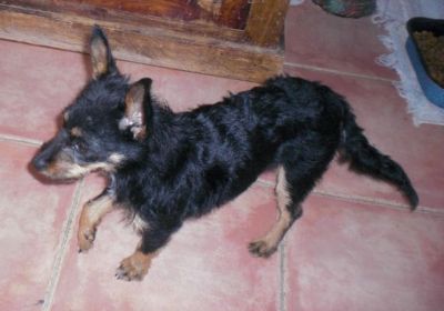 Chanel – Entzückende Kämpfer- und Frohnatur auf 3 Beinchen sucht IHRE Couch!