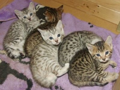 Bengalkitten