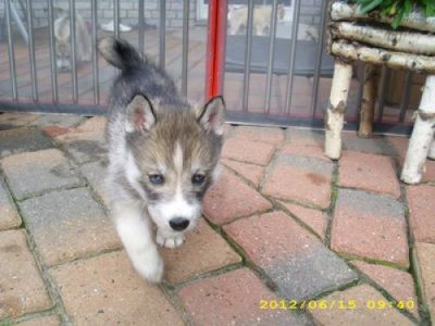 Reinrassige Siberian Husky welpen