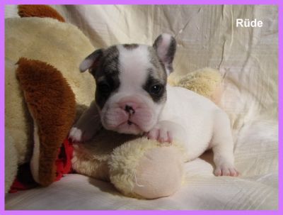 Französische Bulldoggen Babys -Rüde und Hündin-