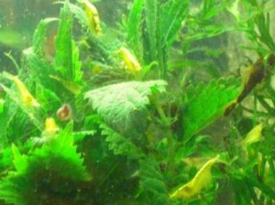 Gelbe Zwerggarnelen Neocaridina heteropoda yellow