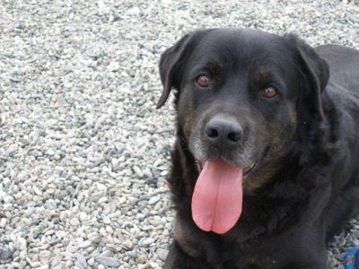 Hermes – Lebensbejahender, ausgeglichener Anti-Stress-Hund bittet um seine finale Couch!