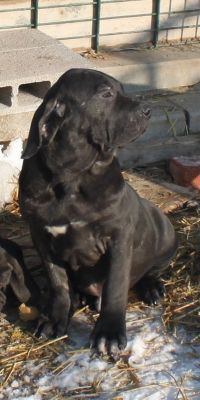 Welpen Fila Brasileiro mit Papieren