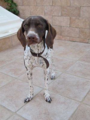 Jara – Wo sind 47 Zentimeter Frohsinn und Liebe herzlich willkommen?