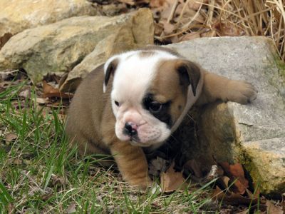 Englisch Bulldogge Welpen zu verkaufen