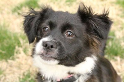 Pebbles – Fräulein „Achtung, hier komm ich“!