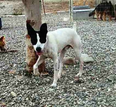 Sparrow – Hier kommt fröhlicher, bildschöner Sonnenschein ins Haus!