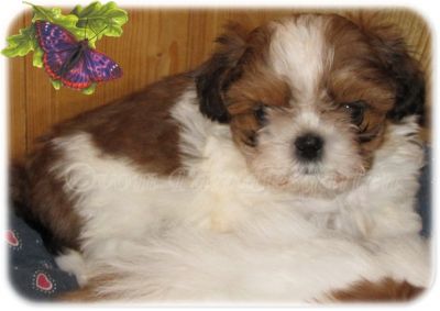 Shih Tzu Welpen Rüde und Hündin