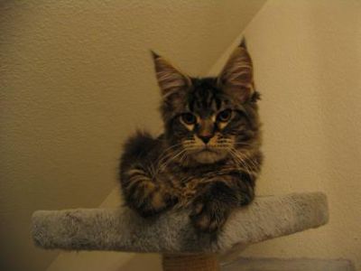 Maine Coon