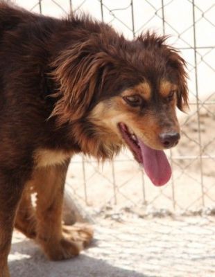 Tomy – Hübscher, fröhlicher Herzensbrecher im Anflug auf Familie !