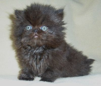 Nur noch eine Perserkätzin ist da!!!