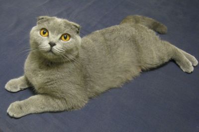 Scottish Fold