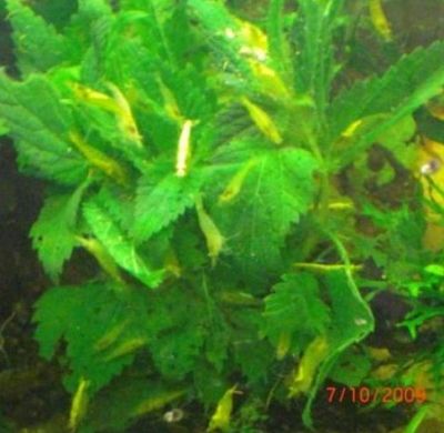 Gelbe Zwerggarnelen Neocaridina heteropoda yellow