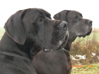 Wir erwarten Mitte - April 2012 Deutsche Doggen Welpen !