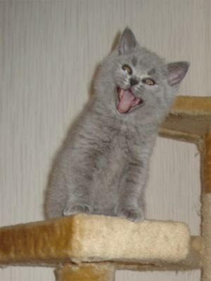 BKH Britisch Kurzhaar Babys Katzen Kater Kittin