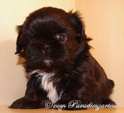 Wunderschöne Shih Tzu Welpen vom Züchter