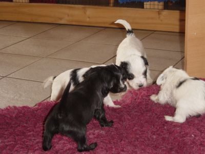 Tibet Terrier Welpen