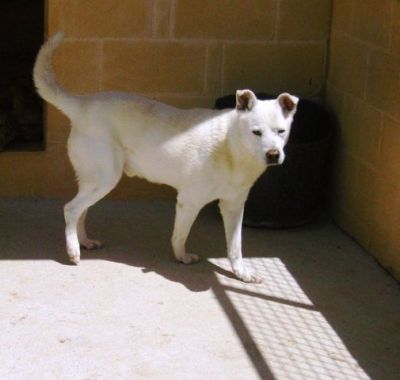 Snowy – Liebevoller Schneekönig bittet höflich um seine Couch!