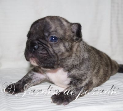 Französische Bulldoggen Welpen von gesunden Elterntieren mit Pap.