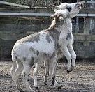 3 kleine Eselhengstfohlen abzugeben